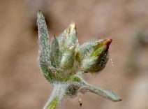 Logfia filaginoides