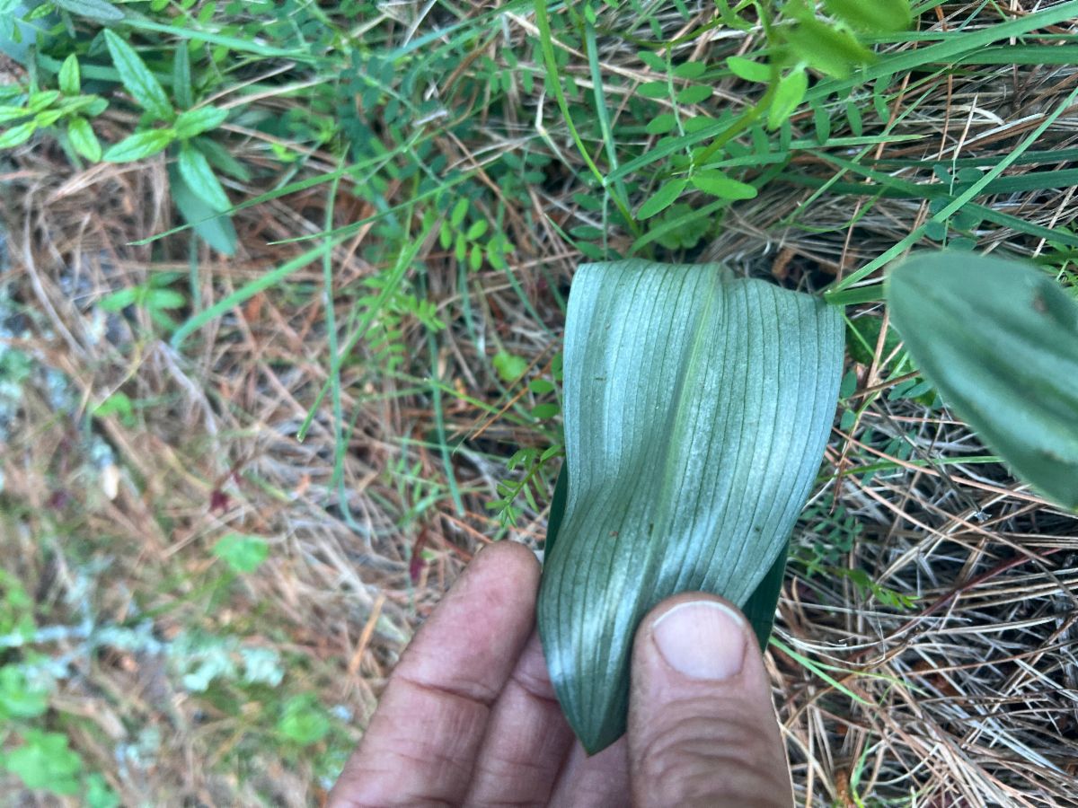 Platanthera elongata