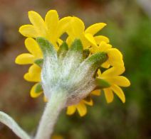 Chaenactis glabriuscula var. megacephala