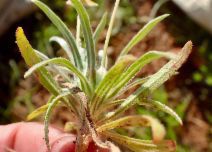 Tetrapteron graciliflorum