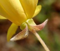 Tetrapteron graciliflorum