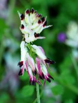 Fumaria capreolata