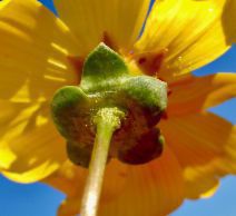 Coreopsis calliopsidea
