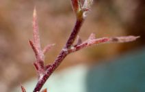 Eriastrum eremicum ssp. eremicum