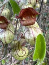 Aristolochia californica