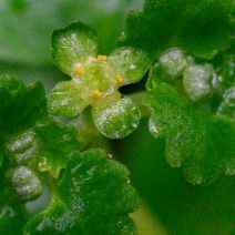 Chrysosplenium glechomifolium