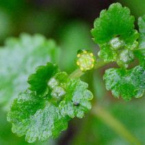 Chrysosplenium glechomifolium