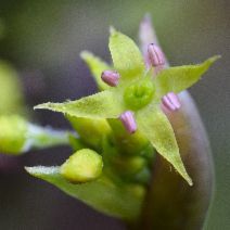 Cornus sessilis