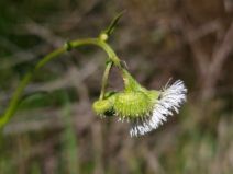 Erigeron philadelphicus var. philadelphicus