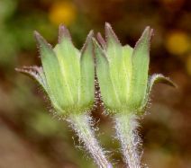 Agoseris heterophylla