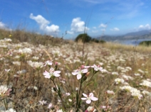 Hesperolinon congestum