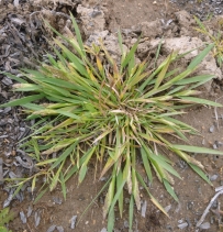 Agrostis densiflora