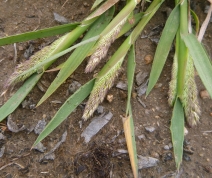 Agrostis densiflora