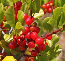 Rhamnus ilicifolia