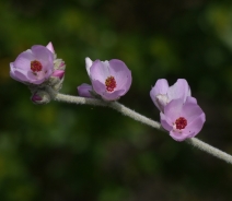 Malacothamnus arcuatus