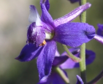 Delphinium parryi