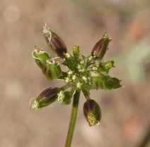 Tauschia arguta