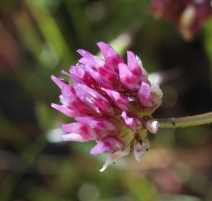 Trifolium wormskioldii