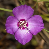 Clarkia gracilis ssp. tracyi