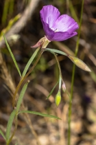 Clarkia gracilis ssp. tracyi