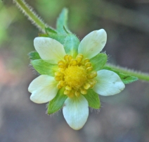 Potentilla glandulosa