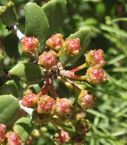 Ceanothus crassifolius var. crassifolius