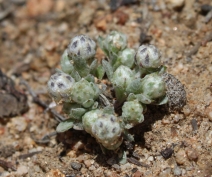 Stylocline gnaphaloides