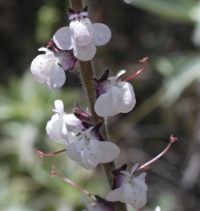 Antirrhinum coulterianum