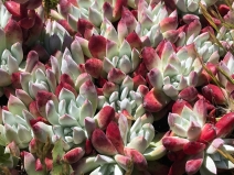 Dudleya farinosa
