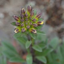 Erysimum menziesii