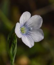 Linum bienne