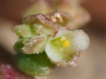 Calyptridium monandrum