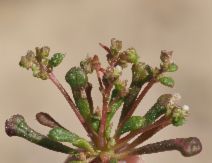 Calyptridium monandrum