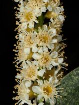Prunus ilicifolia ssp. lyonii