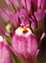 Castilleja exserta ssp. exserta