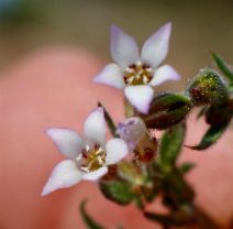 Gilia clivorum