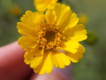 Madia radiata