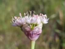 Allium howellii var. sanbenitense