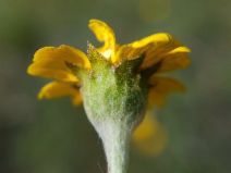 Monolopia major