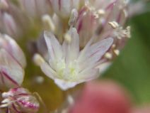 Allium howellii var. sanbenitense