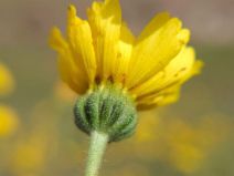 Madia radiata