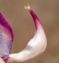 Lupinus spectabilis
