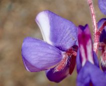 Lupinus spectabilis