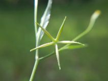 Rhagadiolus stellatus