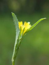 Rhagadiolus stellatus