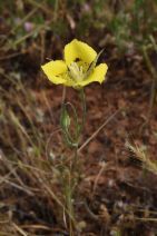 Calochortus luteus - Calflora