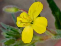 Camissoniopsis hirtella