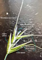 Trisetum canescens