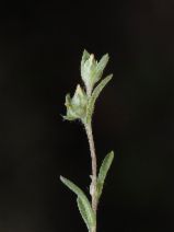Logfia filaginoides