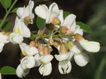 Robinia pseudoacacia